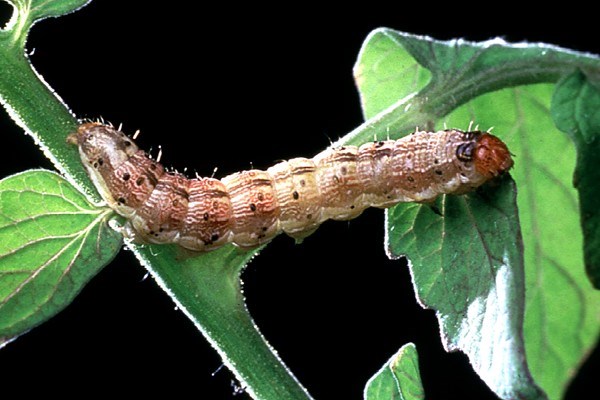 Larva Helicoverpa armigera (cotton bollworm); larva.