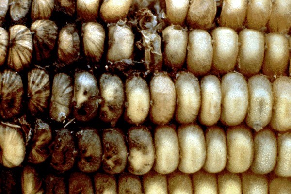 Ear rot of maize Kernels blacken following infection by M. phaseolina.