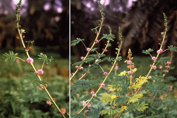 Plant and flowers M. invisa plant and flowers.