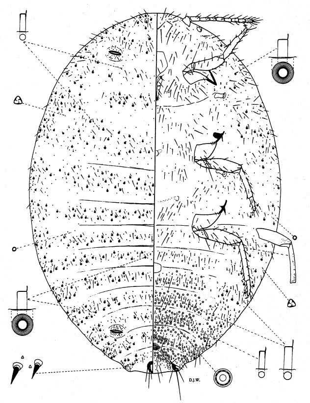 Female Maconellicoccus hirsutus (pink hibiscus mealybug); adult female, diagrammatic view.