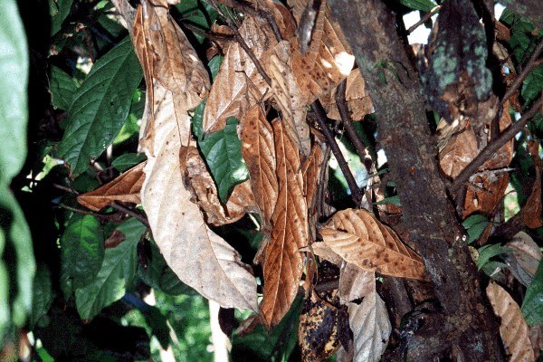 Infected cocoa leaves M. crinis-equi forms a network of black mycelial hair-like strands on leaves and branches.