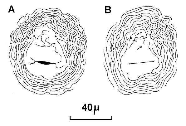 Cuticular patterns Meloidogyne incognita (root-knot nematode); posterior cuticular patterns of females.
(reproduced from Orton Williams KJ, 1973. CIH Descriptions of Plant-Parasitic Nematodes. Set 2, No.18. Wallingford, UK: CAB International.)
