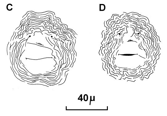 Cuticular patterns Meloidogyne incognita (root-knot nematode); posterior cuticular patterns of females. (reproduced from Orton Williams KJ, 1973. CIH Descriptions of Plant-Parasitic Nematodes. Set 2, No.18. Wallingford, UK: CAB International.)