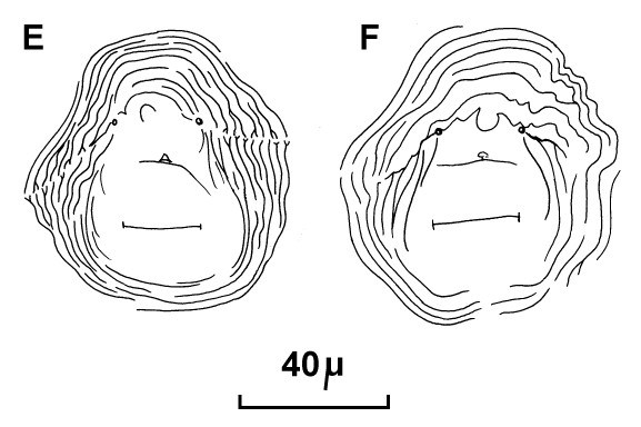 Cuticular patterns Meloidogyne incognita (root-knot nematode); posterior cuticular patterns of females. (reproduced from Orton Williams KJ, 1973. CIH Descriptions of Plant-Parasitic Nematodes. Set 2, No.18. Wallingford, UK: CAB International.)