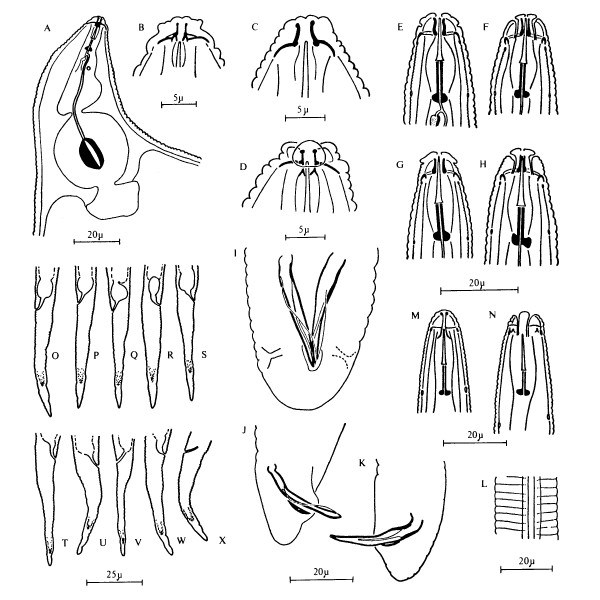 Female Meloidogyne incognita (root-knot nematode); female. (Reproduced from Orton Williams KJ, 1973. CIH Descriptions of Plant-parasitic Nematodes. Set 2, No.18. Wallingford, UK: CAB International.)