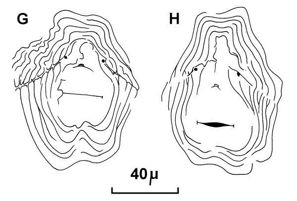 Cuticular patterns Meloidogyne incognita (root-knot nematode); posterior cuticular patterns of females. (reproduced from Orton Williams KJ, 1973. CIH Descriptions of Plant-Parasitic Nematodes. Set 2, No.18. Wallingford, UK: CAB International.)