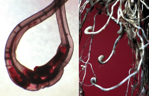 Females and symptoms on roots Left: Female nematodes and eggs inside rice root gall.
Right: Characteristic hooked, root tip galls on rice.