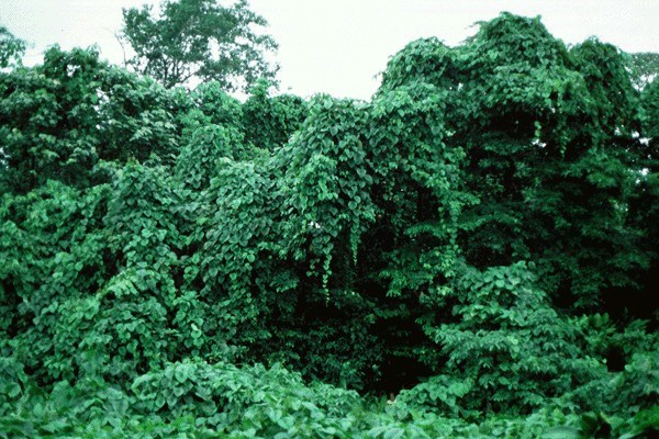 Invasive growth M. peltata infesting forest on the Solomon Islands.