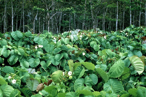 Growth habit M. peltata, flowering.