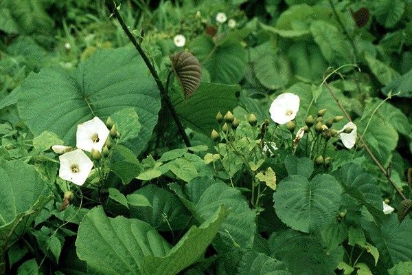 Leaves and flowers Flowering M. peltata.