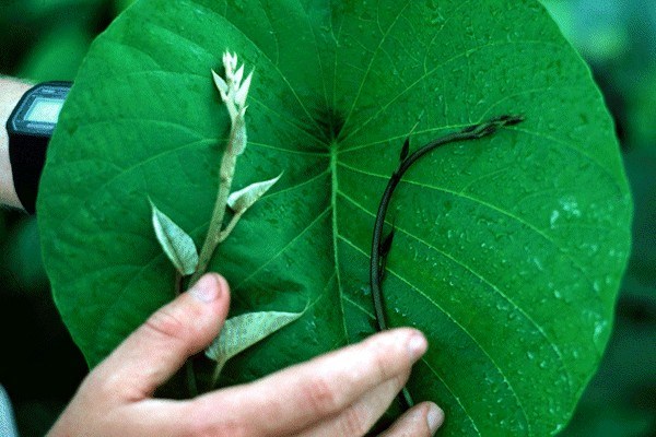 Leaf size M. peltata, showing leaf size, Solomon Is.