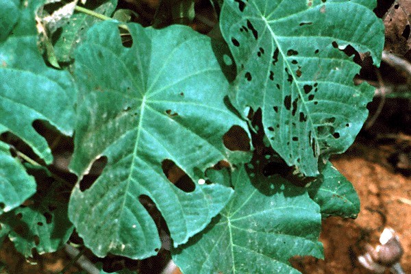 Leaves M. peltata leaves.