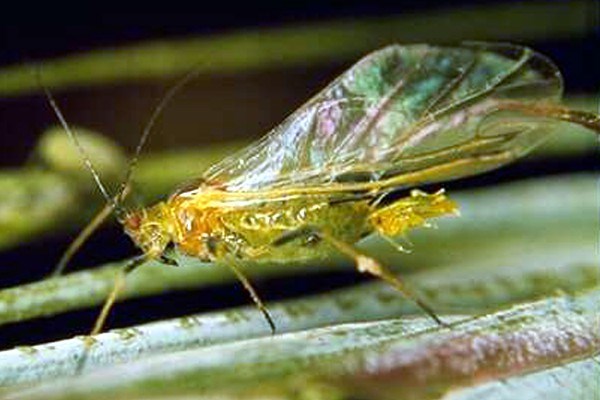 Adult