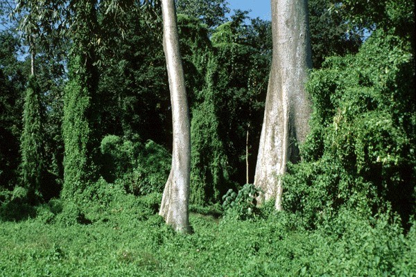 Invasive habit Mikania micrantha (bitter vine); habit, invading forest in India.