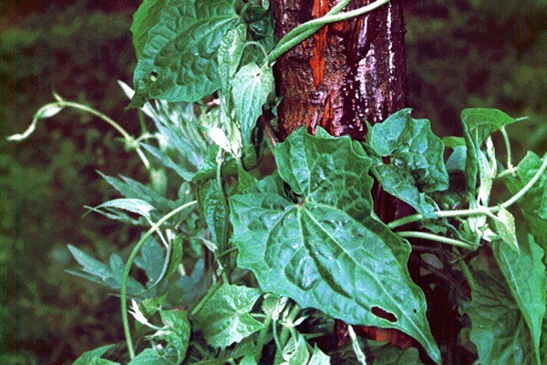 Habit Mikania micrantha (bitter vine); climbing shoots. Bhutan.