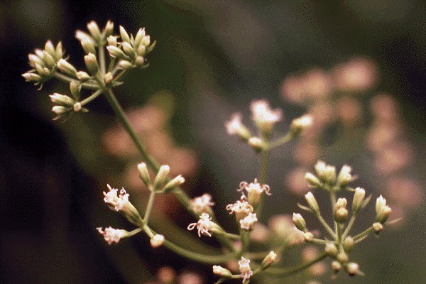 Flowers Mikania micrantha (bitter vine); florets white or greenish, fragrant; corolla mostly white, tubular, 2.5-4 mm long; involucral bracts 4, oblong to obovate, 2-4 mm long, acute, green, with one additional smaller bract 1-2 mm long.