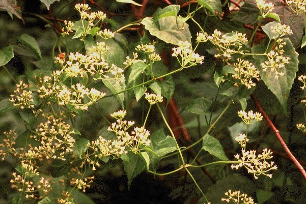Flowers Mikania micrantha (bitter vine); flowers. Inflorescence a corymbose panicle with subcymose branches, 3-6 cm long by 3-10 cm wide; flowers small, white or cream coloured.