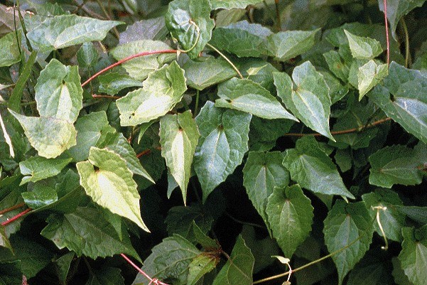 Leaves Mikania micrantha (bitter vine); leaves simple, opposite, glabrous, thin, broadly ovate, shallowly or coarsely toothed, triangular or ovate, tip acuminate, blade 4-13 x 2-9 cm.