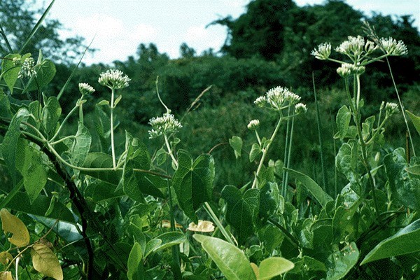 Habit Mikania micrantha (bitter vine); habit. A vigorous, fast-growing, perennial, creeping or twining plant with numerous cordate leaves, and numerous large, loose heads of white or cream-coloured flowers that produce many seeds.