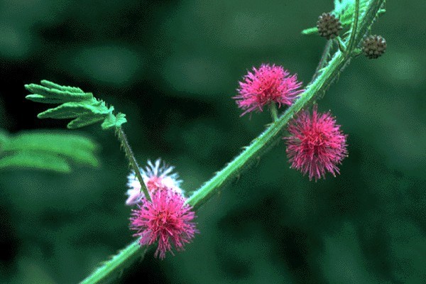 Flowers M. invisa flowers.