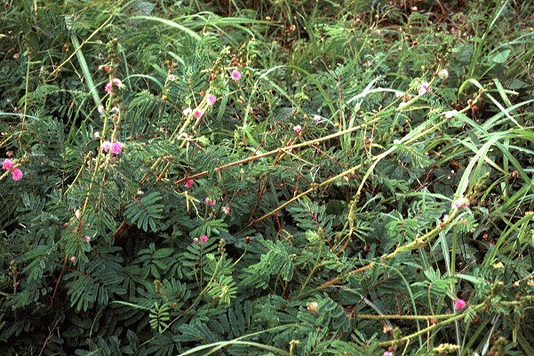 Growth habit M. invisa - creeping sensitive plant.