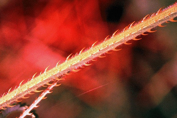 Stem M. invisa stem.