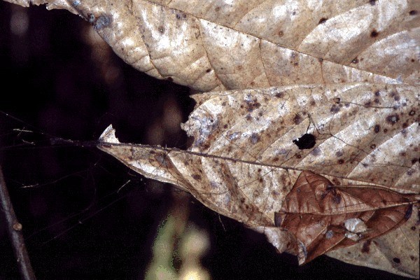 Symptoms on cocoa leaf M. crinis-equi forms an irregular network of black mycelial hair-like strands that hang loosely and entangle the leaves.
