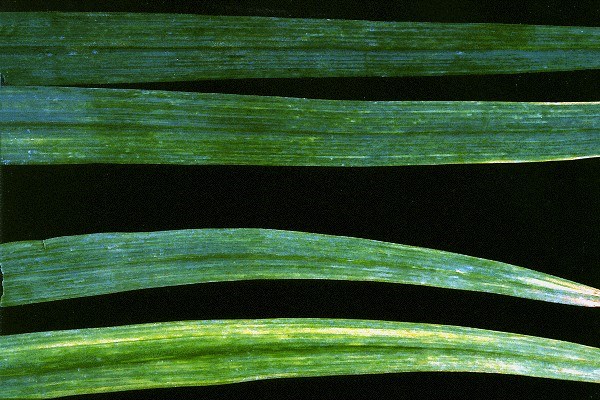 Symptoms on leaves Leaves of garlic (Allium sativum) cv. 'Shani' (top) and Elephant Garlic (A. ampeloprasum) (bottom) exhibiting symptoms of OYDV infection. Foliar symptoms include mosaic, striping and curling.