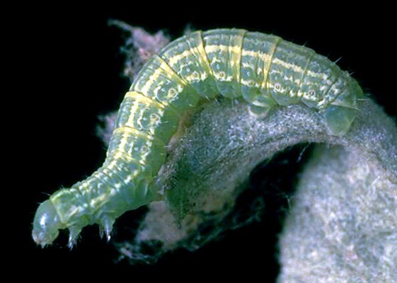 Larva Winter moth larva (2.5 mm long) on apple.