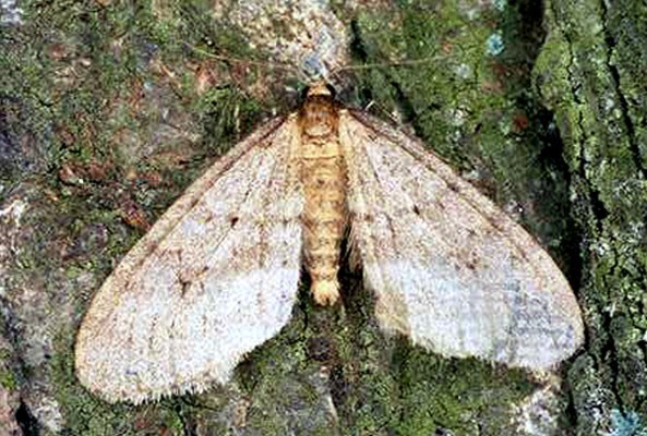 Adult male Winter moth adult male (wingspan 22-28 mm).