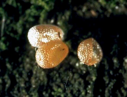 Eggs