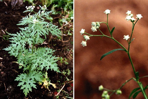 Whole plant and inflorescence P. hysterophorus plant and flowers.