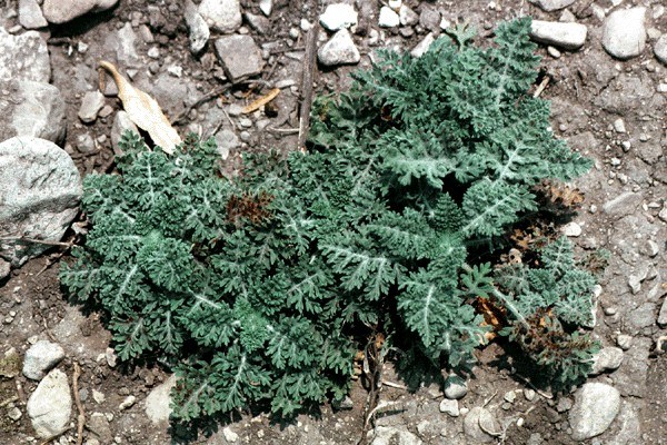 Rosette stage Parthenium weed: rosette stage.