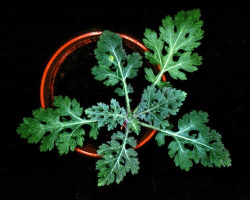 Rosette stage Parthenium weed: rosette stage.