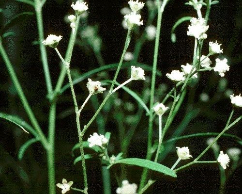 Detail of flower Parthenium weed: detail of capitula (flower).