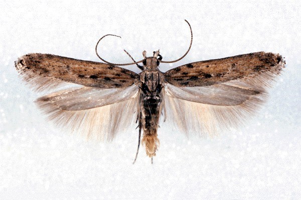 Adult Phthorimaea operculella (potato tuber moth); adults are small elongate Gelechiid moths, measuring about 1cm in length when at rest, coloured pale brown with darker marbling. Wingspan 15-17 mm. Museum set specimen.