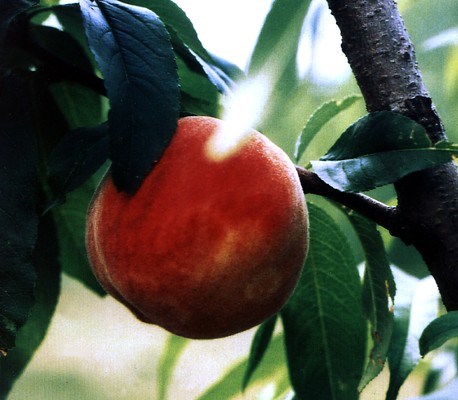 Symptoms on peach fruit Symptoms of plum pox virus infection on peach visible on fruit as discoloured rings.
