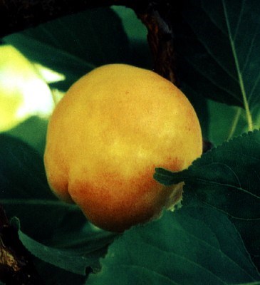 Symptoms on apricot fruit Symptoms of plum pox virus infection on apricot visible as fruit deformation and as discoloured and depressed rings and lines.