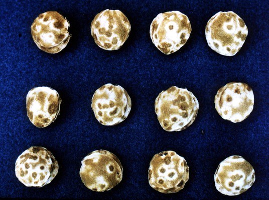 Symptoms on apricot stones Typical symptoms of plum pox virus infection on apricot stones visible as discoloured rings.