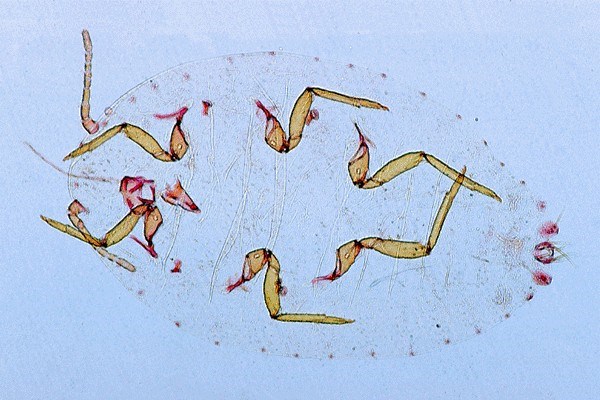 Adult Pseudococcus calceolariae (scarlet mealybug); stained slide preparation of an adult. Live adults are covered in white wax.
