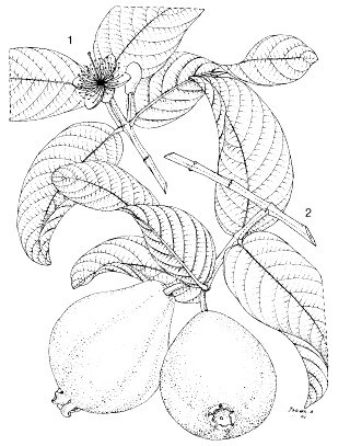 Line drawing of plant P. guajava: 1, flowering branch; 2, fruiting branch.
Reproduced from the series 'Plant Resources of South-East Asia', by kind permission of the PROSEA Foundation, Bogor, Indonesia.