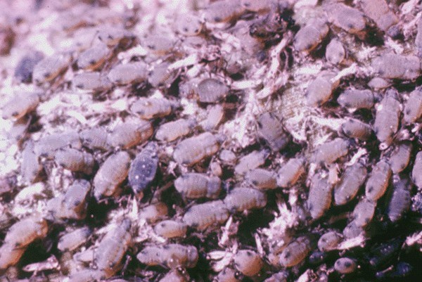 Colony Rhopalosiphum maidis (green corn aphid); colony.