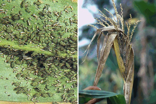 Colony and symptoms Rhopalosiphum maidis (green corn aphid); colony on maize leaf (left); symptoms on maize (right).