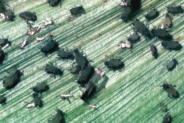 Adults on leaf Rhopalosiphum maidis (green corn aphid); apterae and alatae both 0.9-2.4 mm.