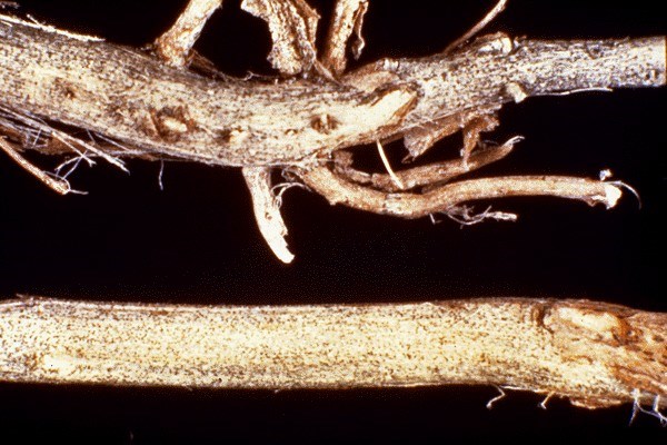 Stem and root rot on soyabean Root (top): a reddish-brown discoloration occurs in the vascular tissues of the taproot. Black streaks are found in the woody portion of the crown.
Stem (bottom): microsclerotia form in vascular elements and in the pith, giving a greyish-black colour to subepidermal tissues. They are first visible as profuse small, black, randomly distributed specks at the nodes.