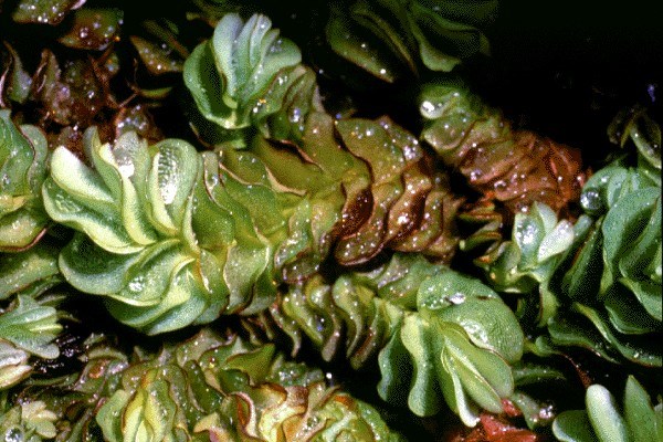 Foliage Salvinia molesta (kariba weed); plants free floating, green, up to 30cm long, 5cm wide, mat-forming, mat to 2.5cm thick (or much thicker, depending on local conditions).