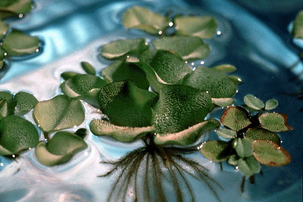 Leaves Salvinia molesta (kariba weed); leaves short petiolate, in whorls of three, two upper and one lower; upper leaves floating.