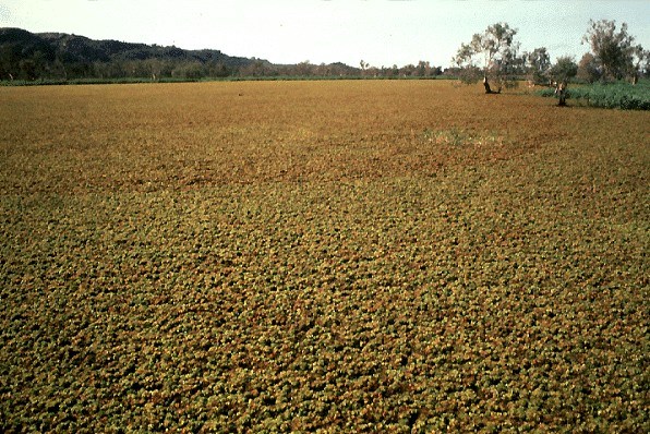 Infestation Salvinia molesta (kariba weed); infestation. Thick mats of salvinia cut off light to submerged plants, depressing oxygen concentrations, increasing levels of carbon dioxide and hydrogen sulphide in the waters beneath them. Kakadu National Park, Australian Northern Territory.