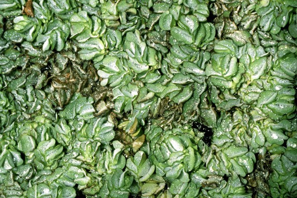 Foliage Salvinia molesta (kariba weed); plants growing at 100m, Kerala, India.