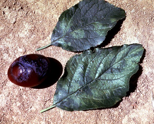 Symptoms on plum fruit and leaves Typical symptoms of plum pox virus include lesions on fruit and discolouration of leaves.
